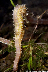 I'm shy...
Yellow thorny seahorse, Hipppocampus histrix.... by Anouk Houben 